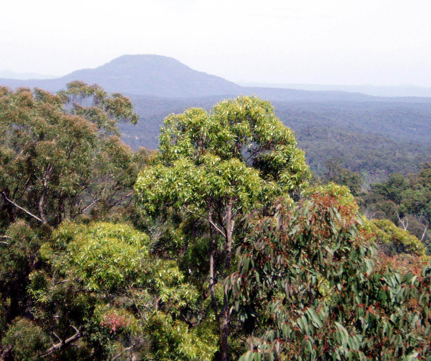 Mt Yengo from near Mogo camp ground - image K muir