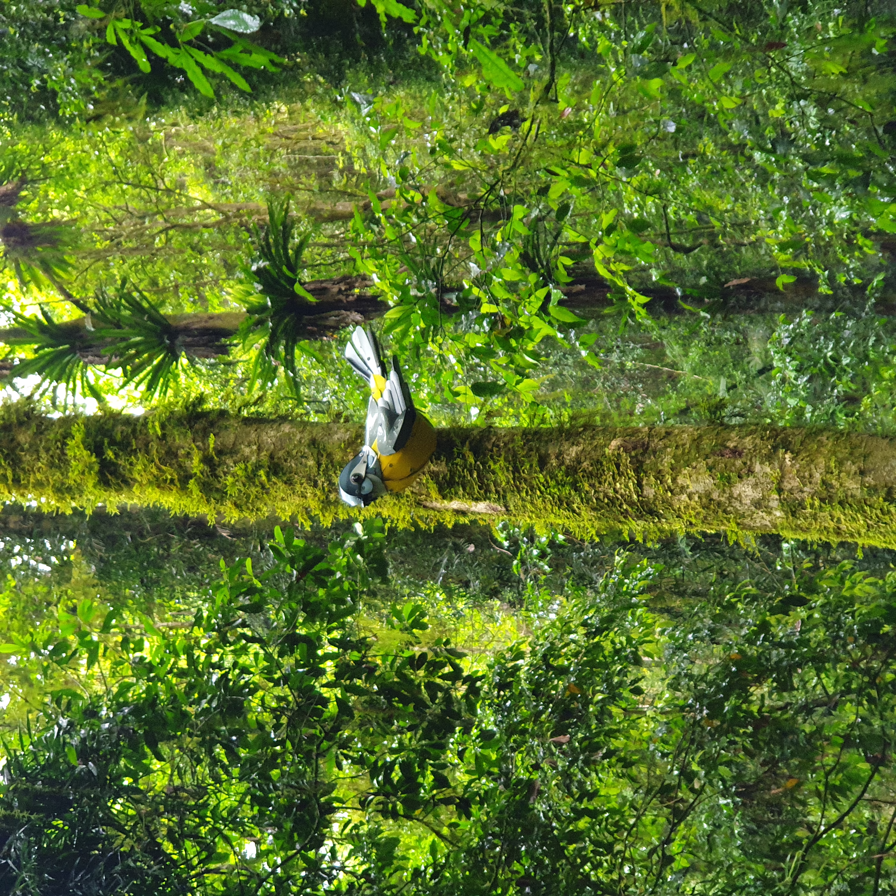World Heritage Rainforest cultural cringe - tin bird strapped to tree at Dorrigo National Park