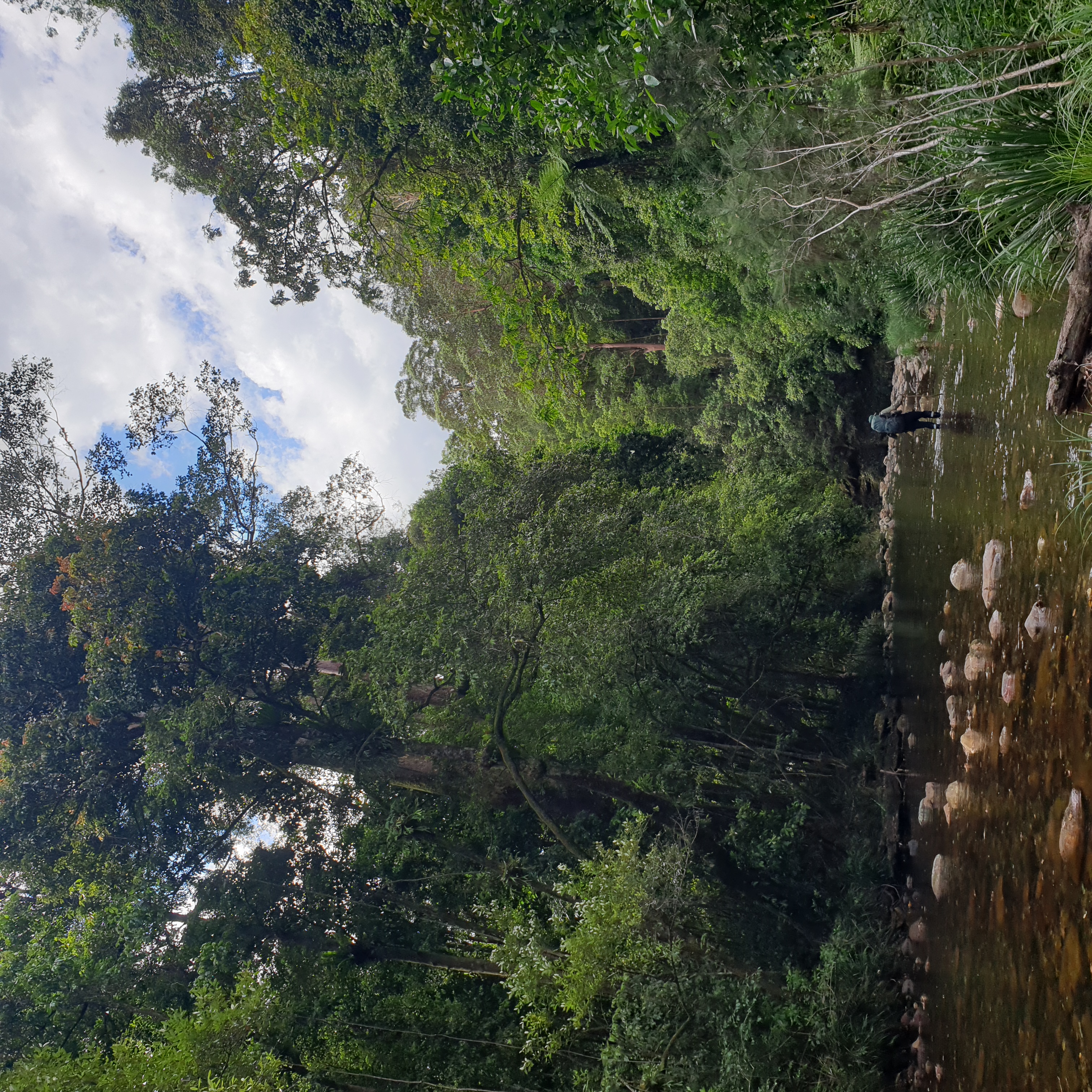 A big creek with tall rainforest and euclaypt trees