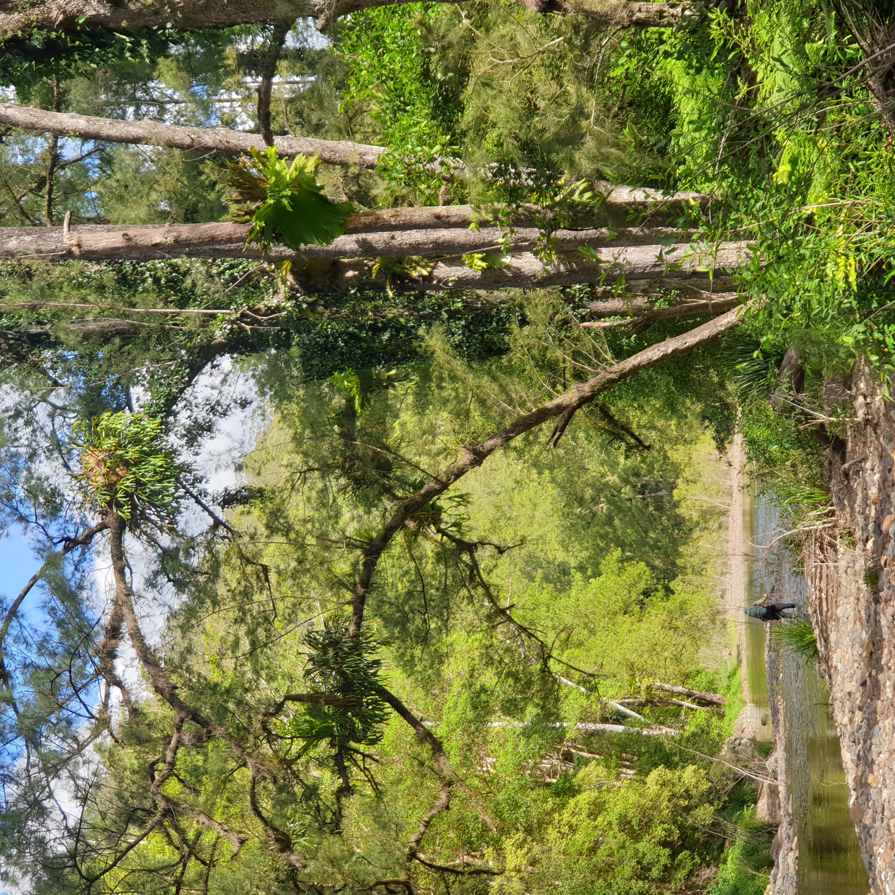 Near the Sunday Creek junction with the Bellingen River