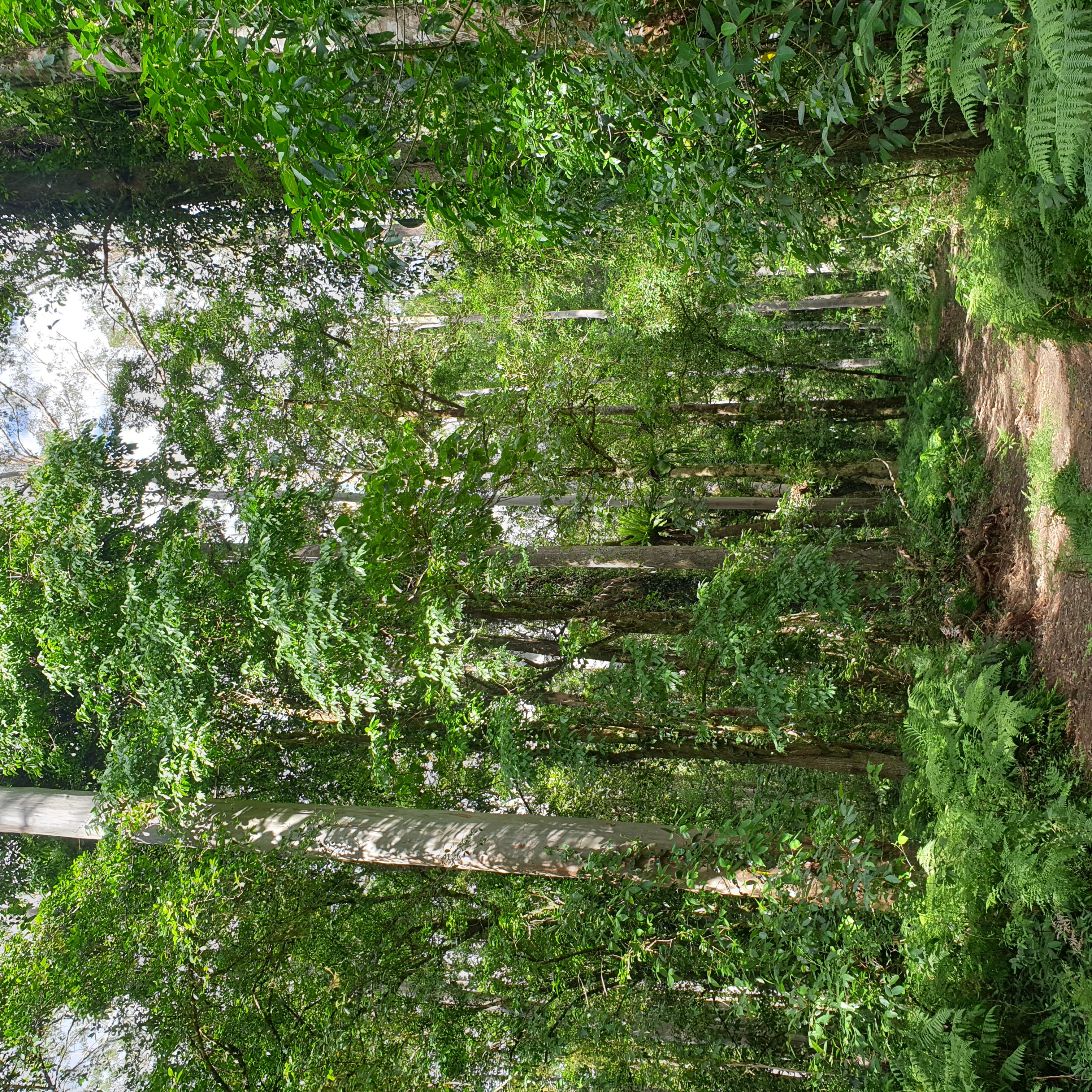 The best campsite is on the road in the Maiden Scrub near the Bellingen River if completing this wilderness walk in 2 days