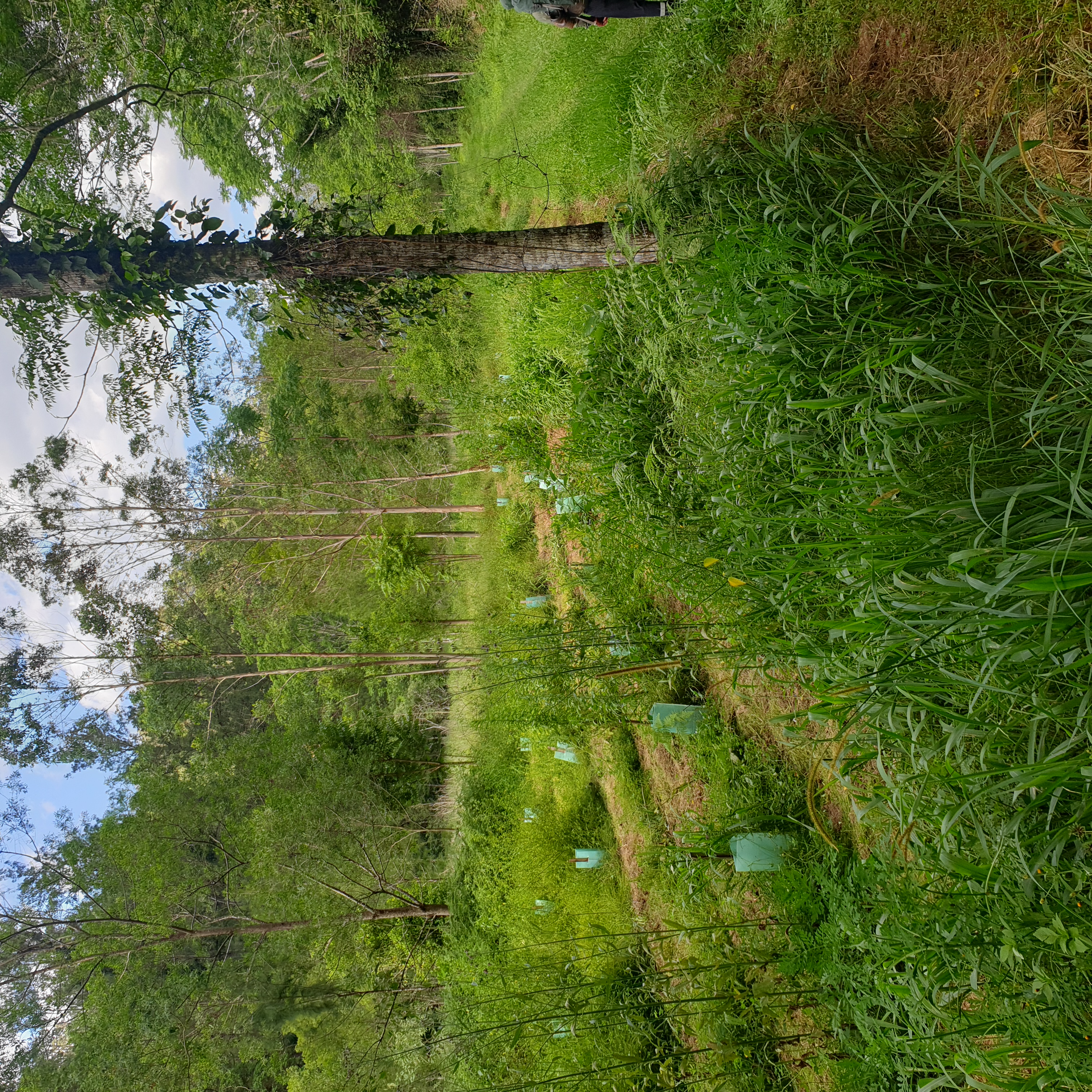 The NPWS has weeded and replanted several remote river flat clearings along the Bellinger River. This restoration work will need to continue for many years.