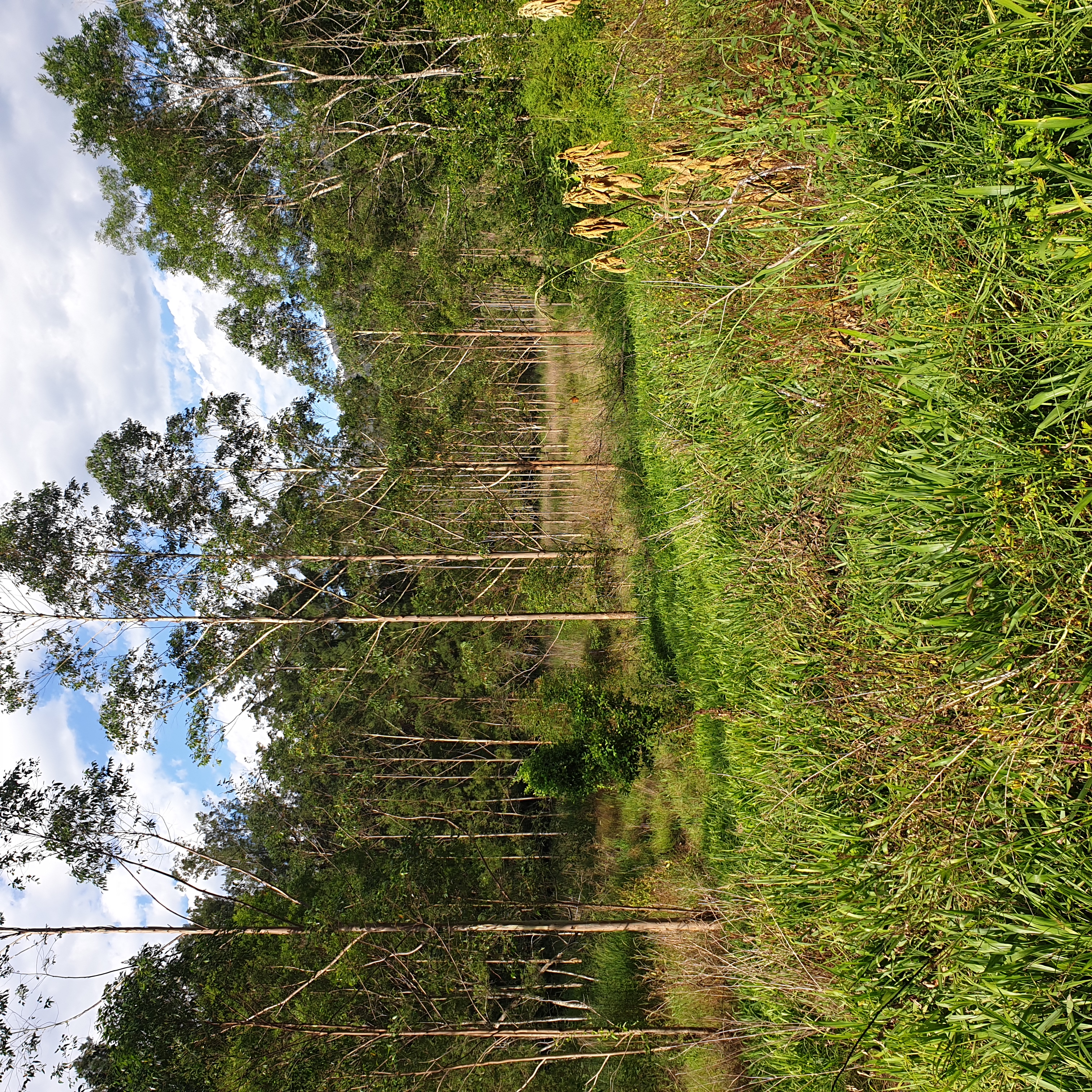 Older eucalypt revegetation of along a river flat