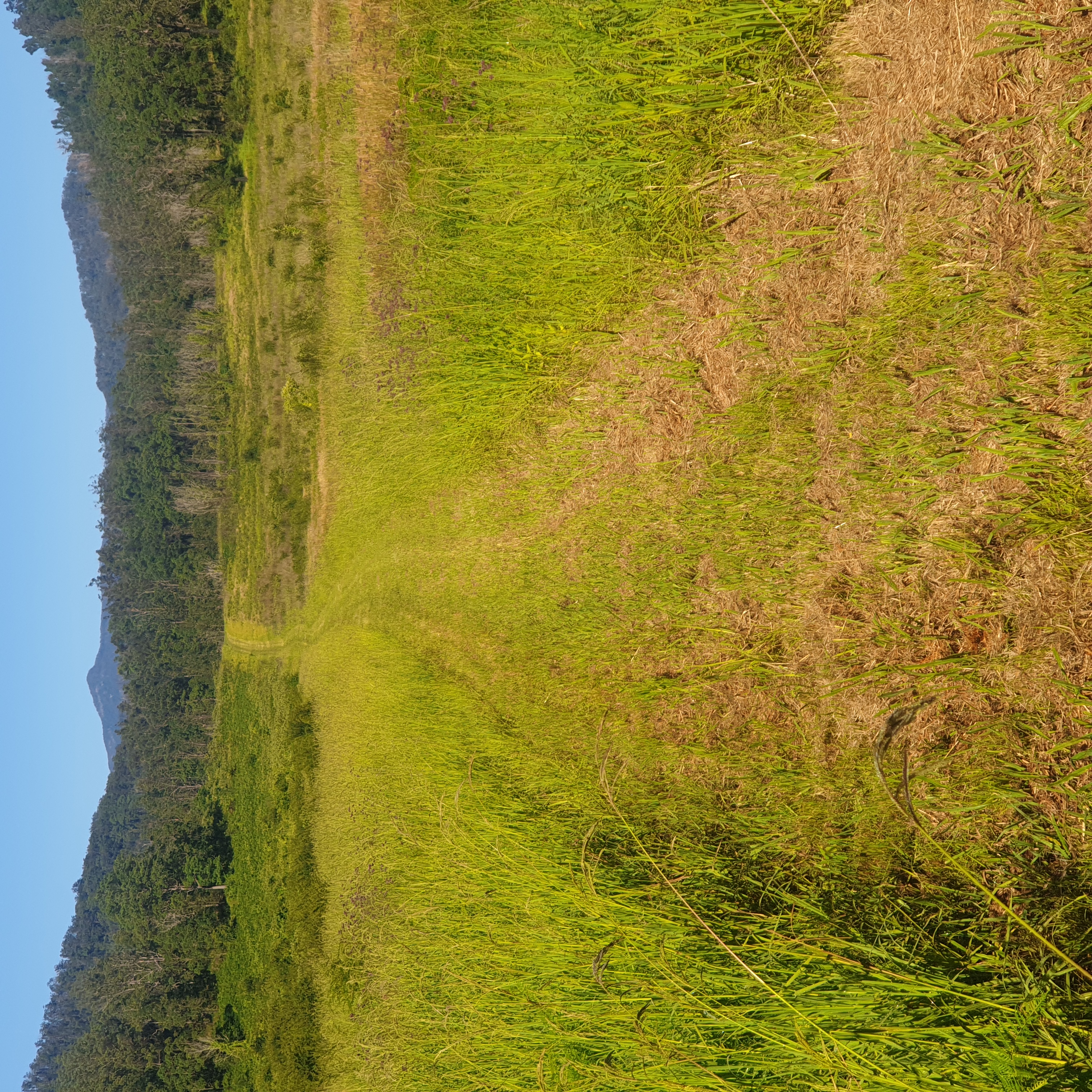 A tractor slashed pathway through the former paddocks of the Brinerville locality