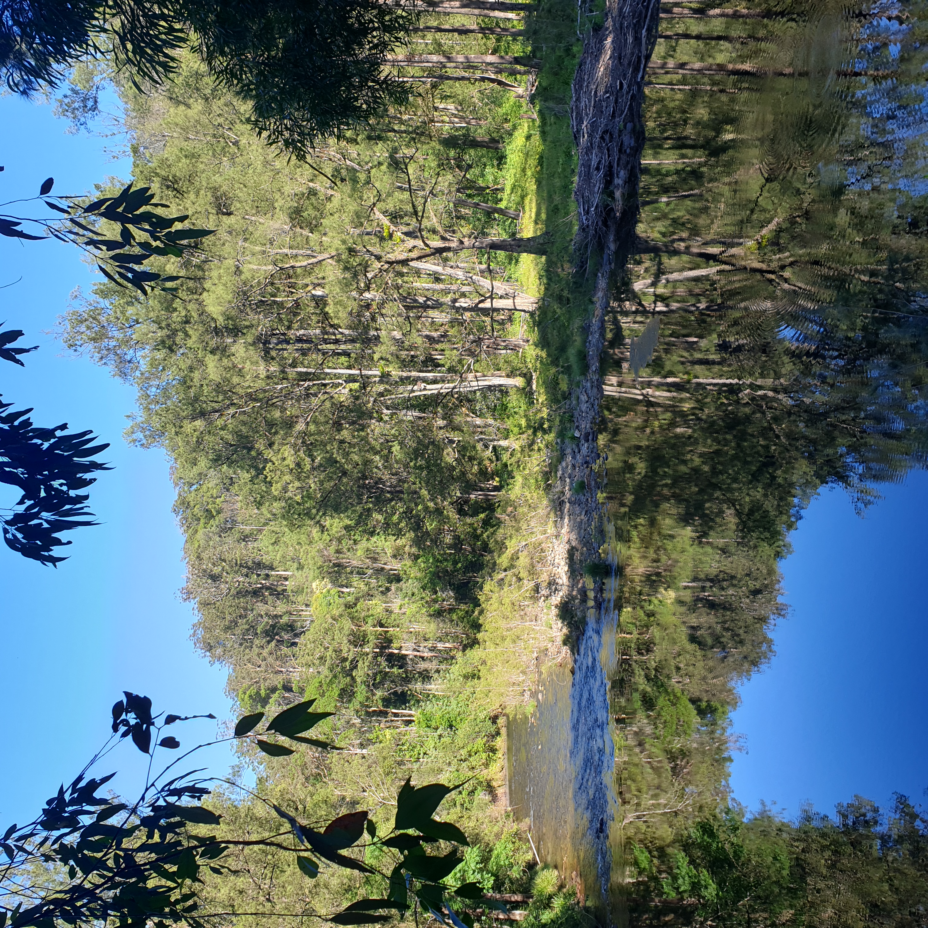 Once through the weeds, the last section of the walk gives access to many pleasant reaches on the Bellingen River 