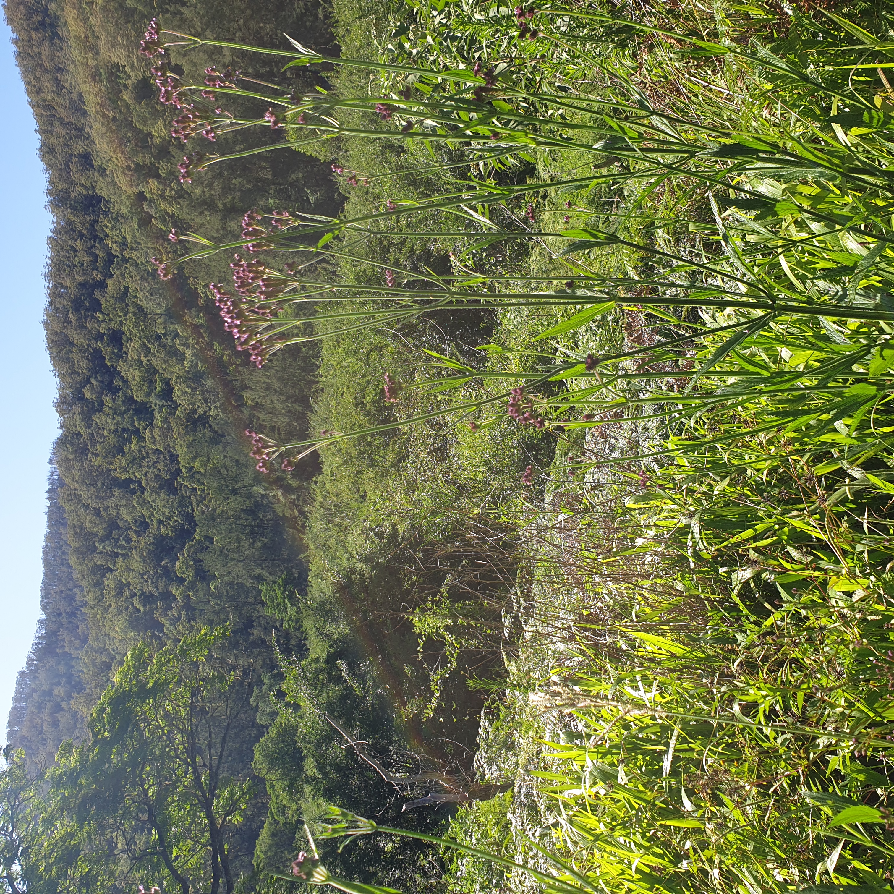 You must push through a weed jungle at the downstream end of the former private farmlands on the river