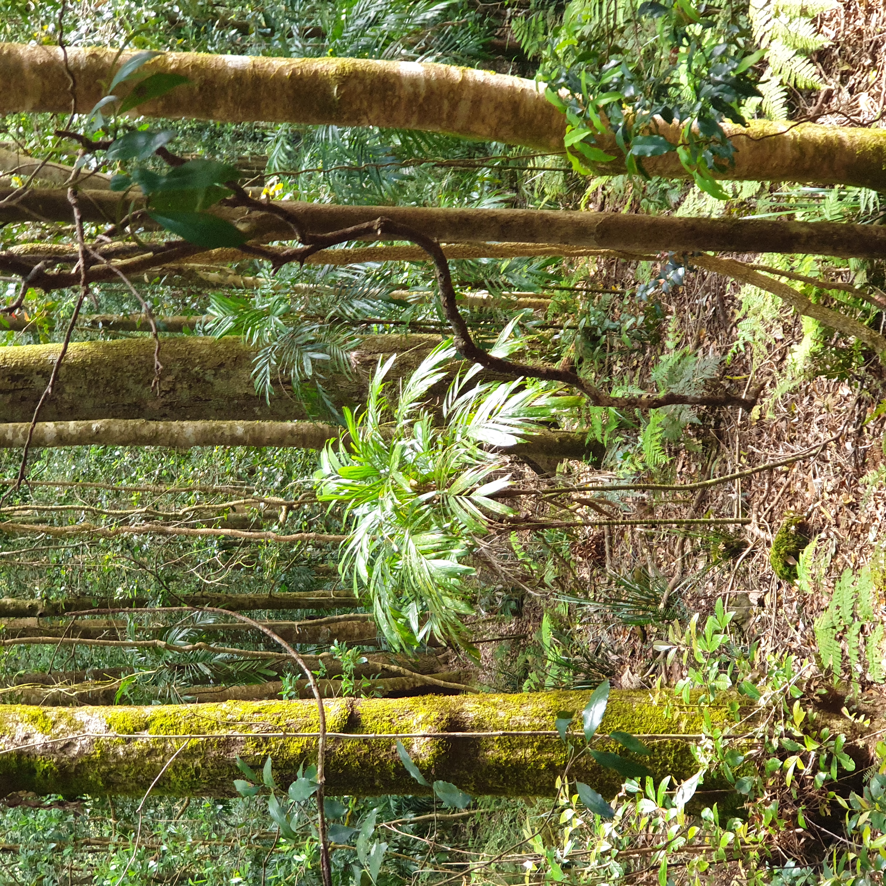 Rainforest with walking stick palms, even though we are walking at 1100 metres