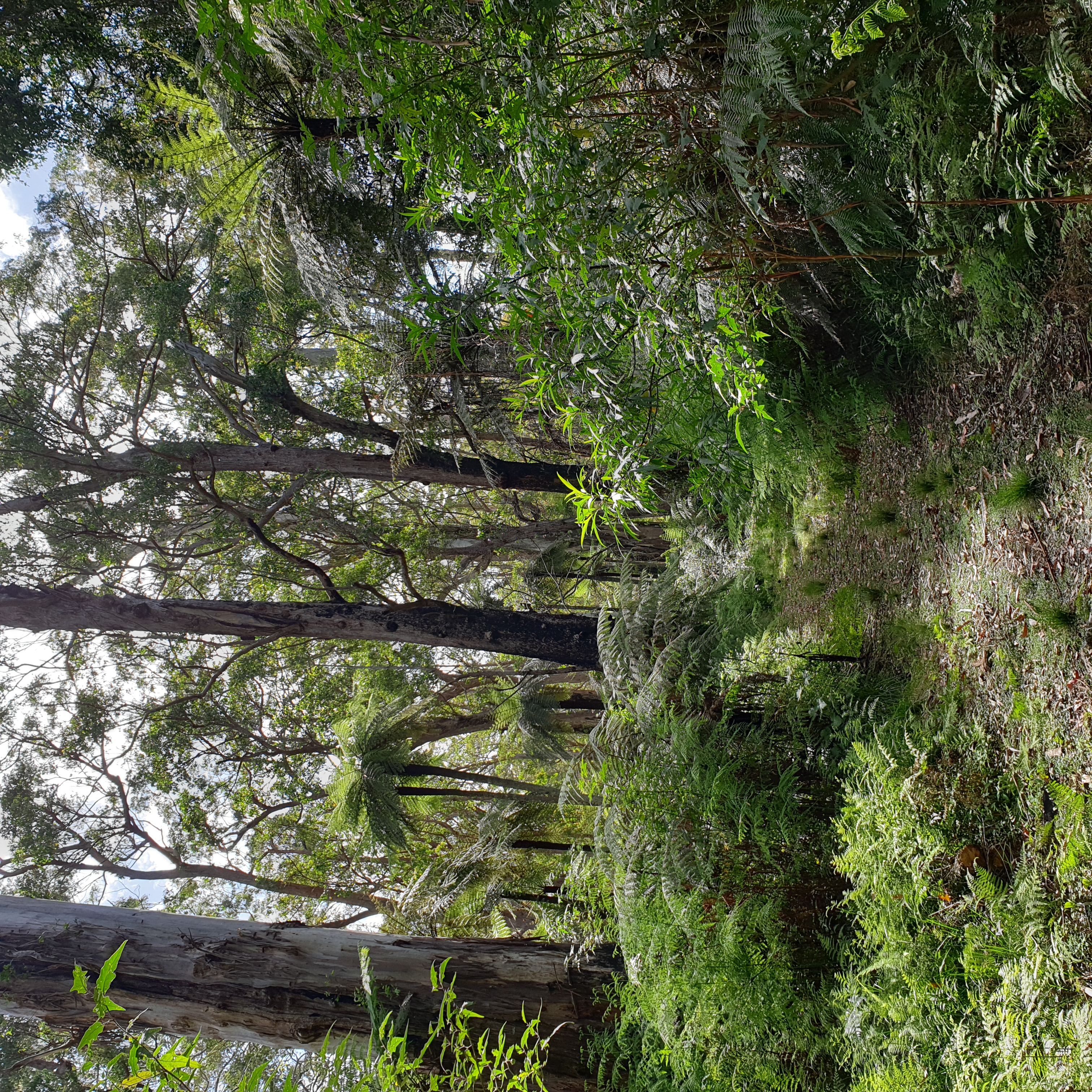 A lovely walk amongst huge tree ferns in an old growth eucalypt forest