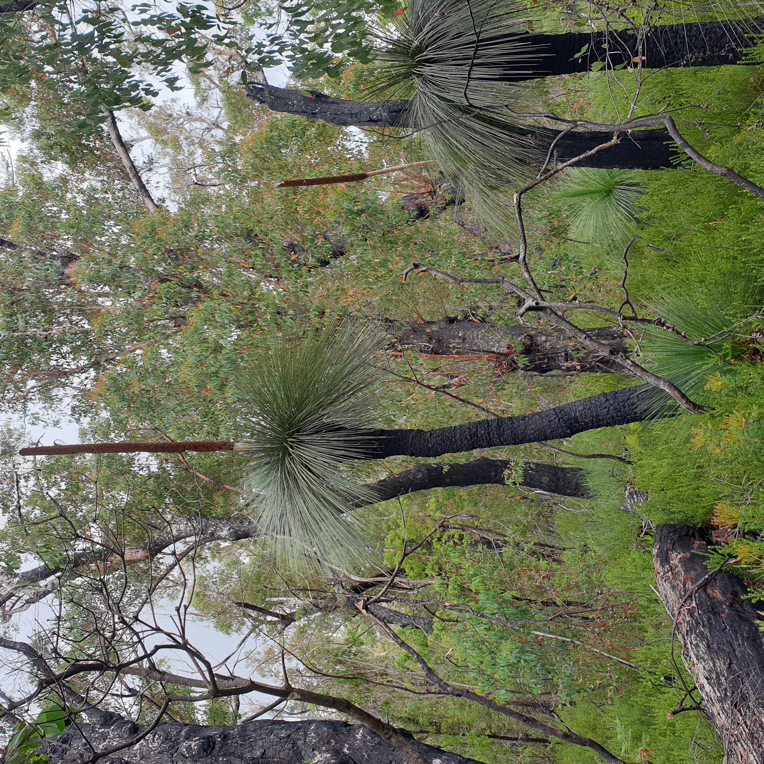 Huge grass trees grown beside swamps on granite soils