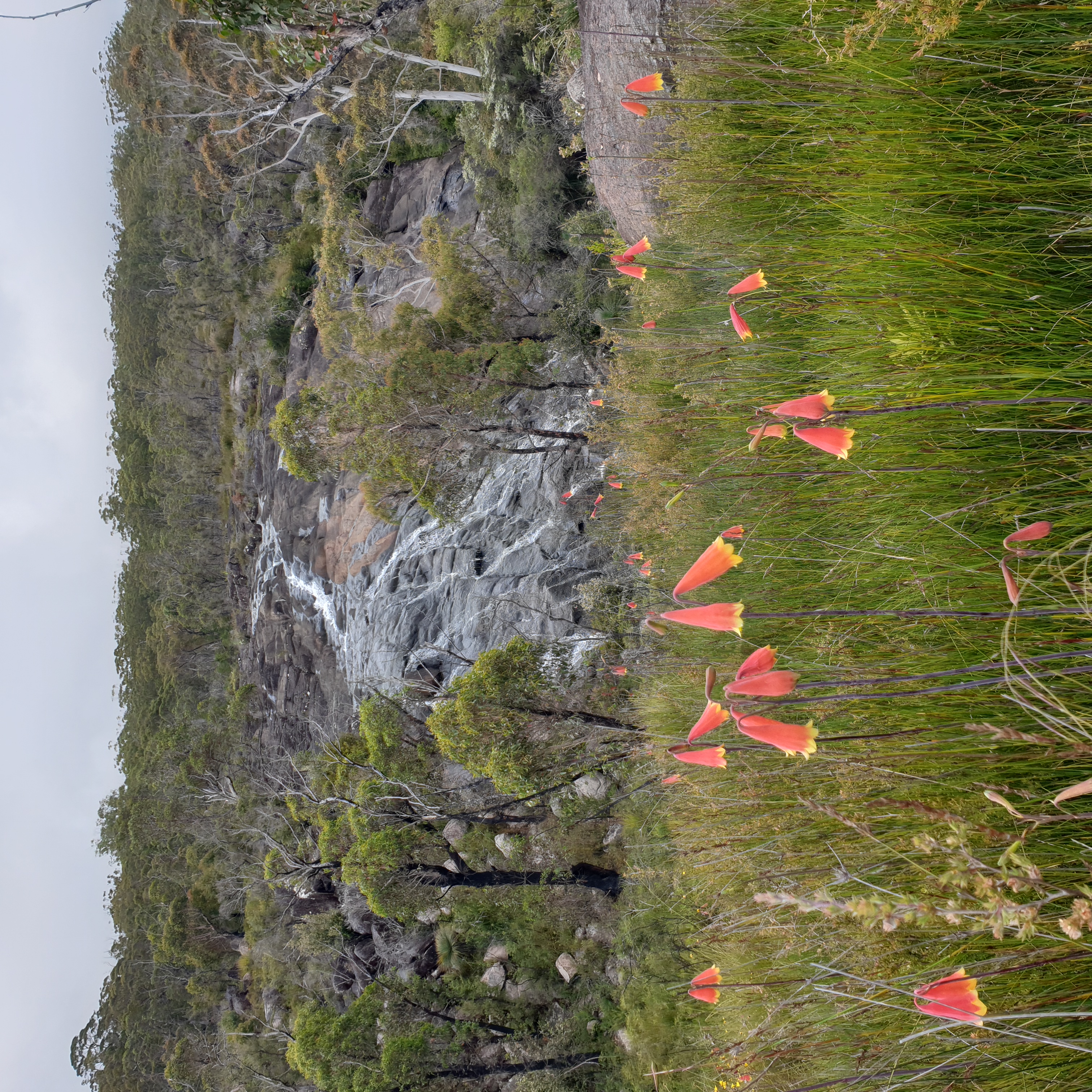 Christmas Bells in a swamp beside Fern Walk and behind, a cascade on a tributary of Little Dandahra Creek