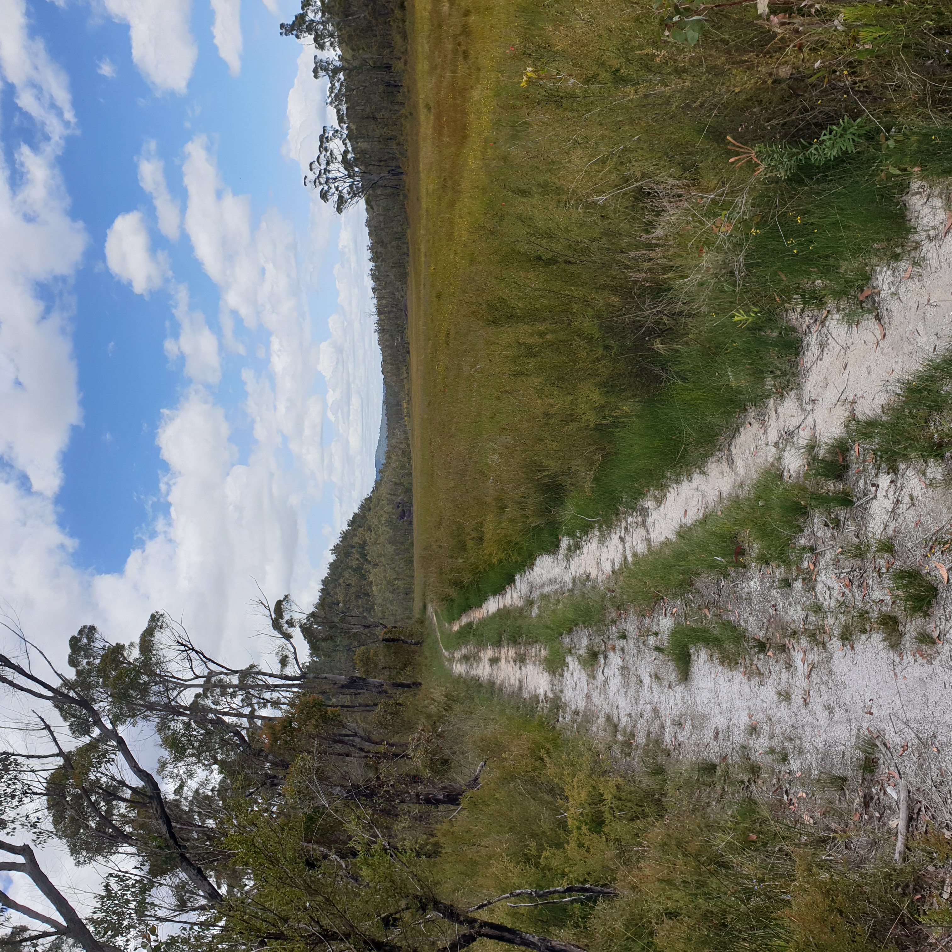 Surveyors Creek headwaters contains a large swamp