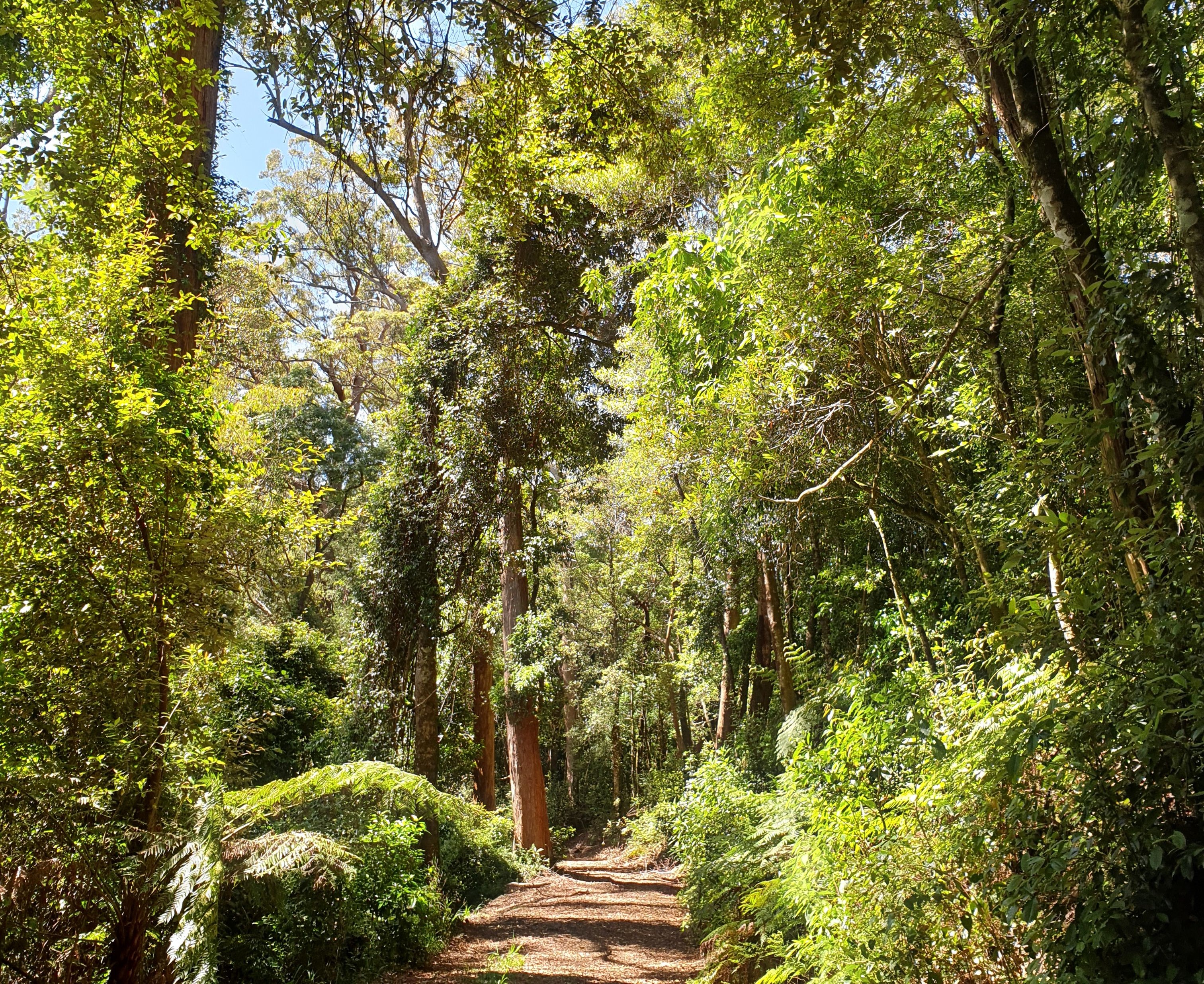 Grasstree fire road was more like a walking track and enjoyable