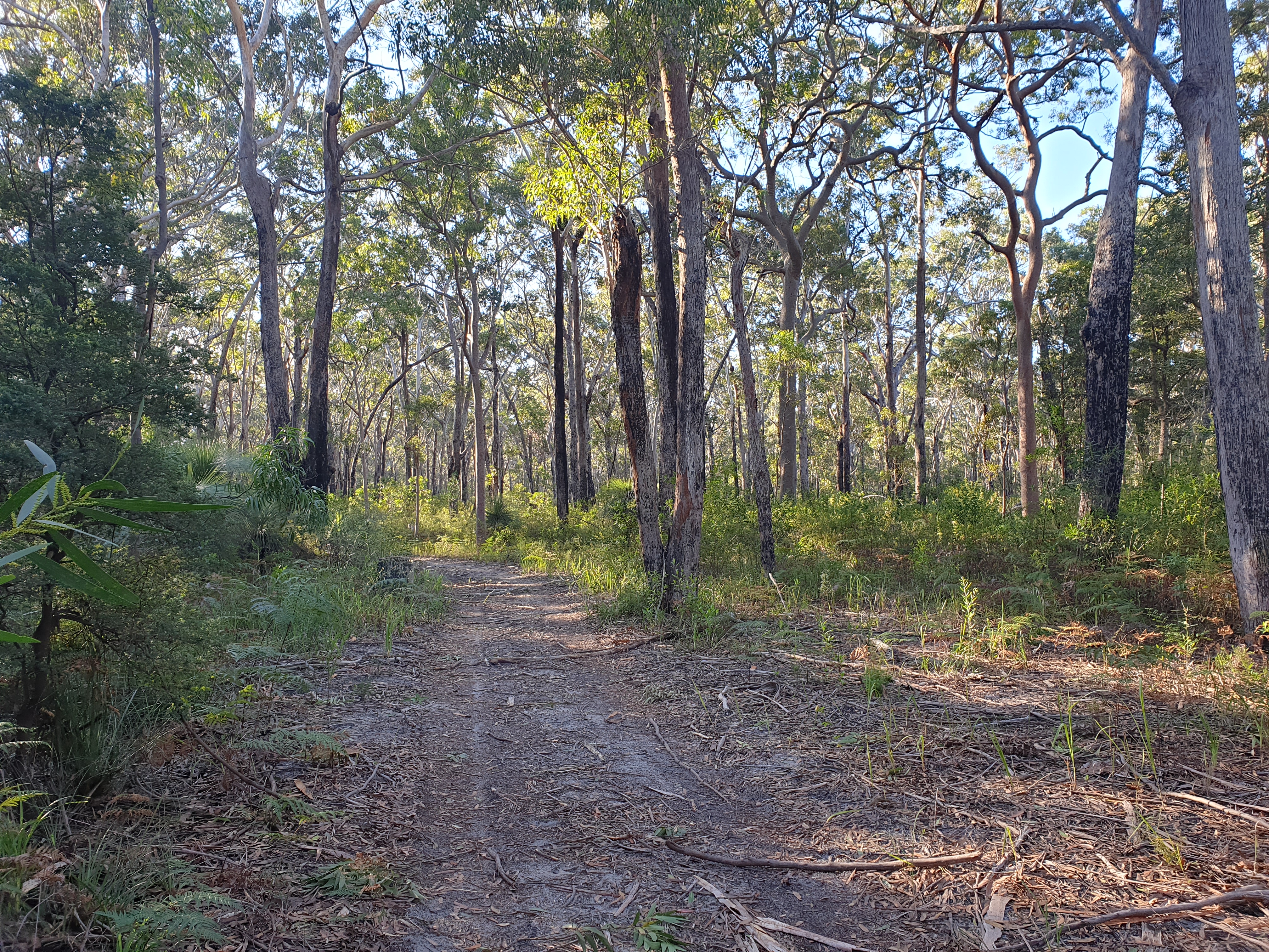 Yangon Fire Road - an easy forest walk