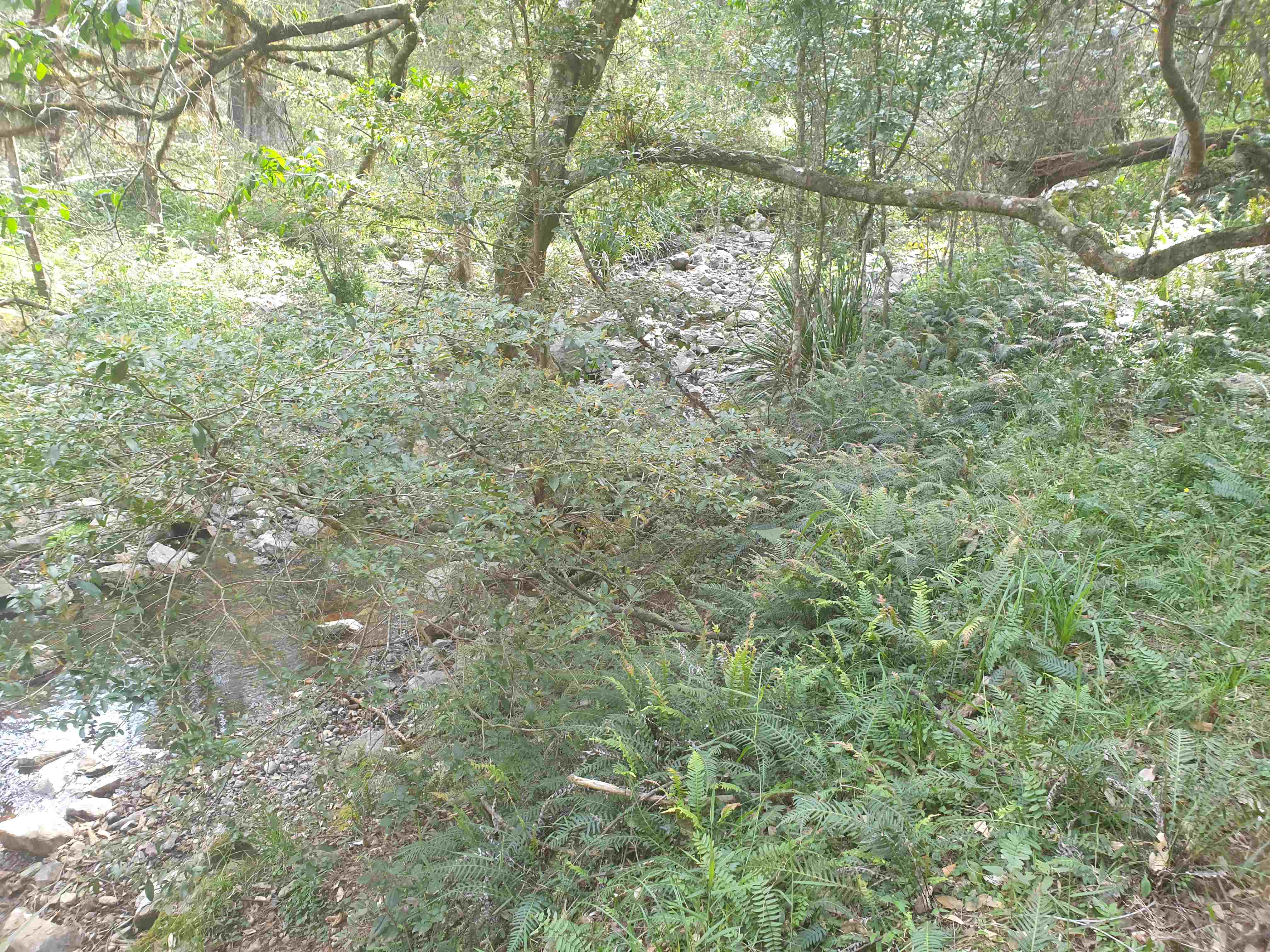 View from my campsite on Bullock Range Creek