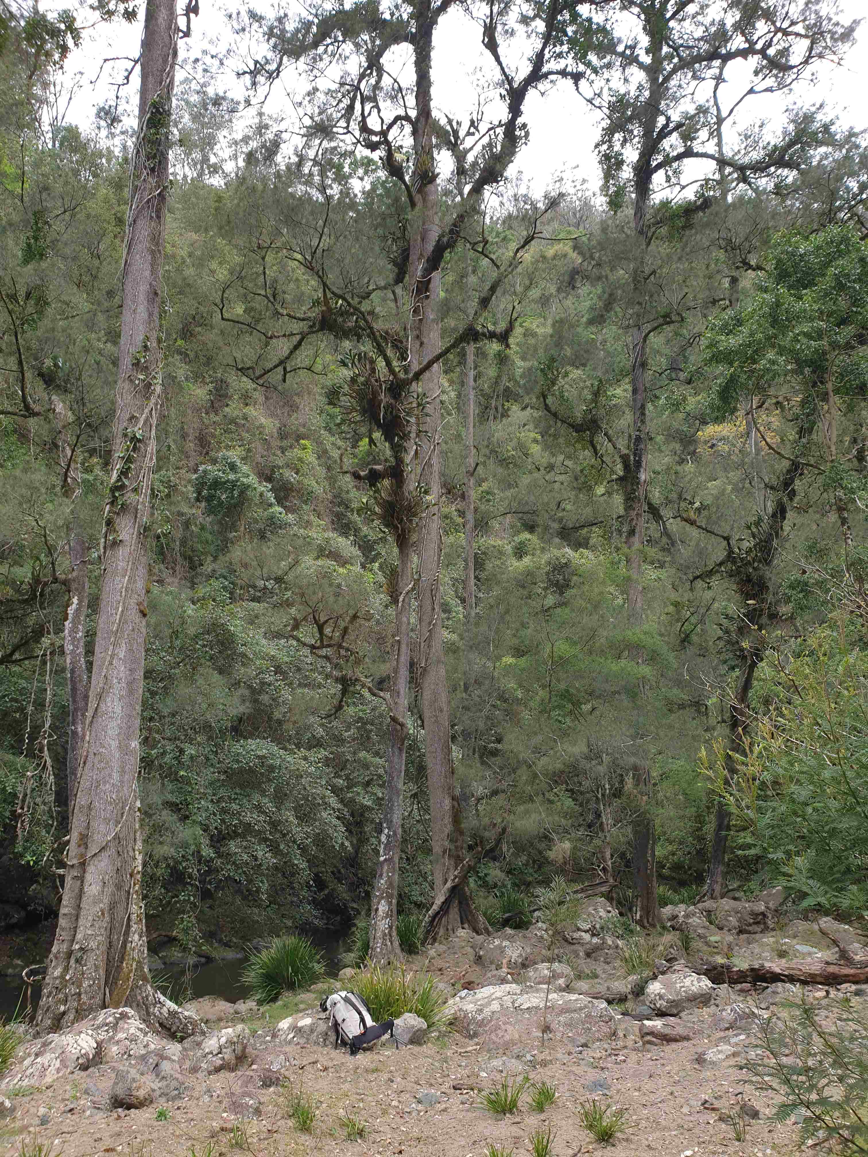 Comfy Myall Creek campsite, mind the dead stinging tree leaves