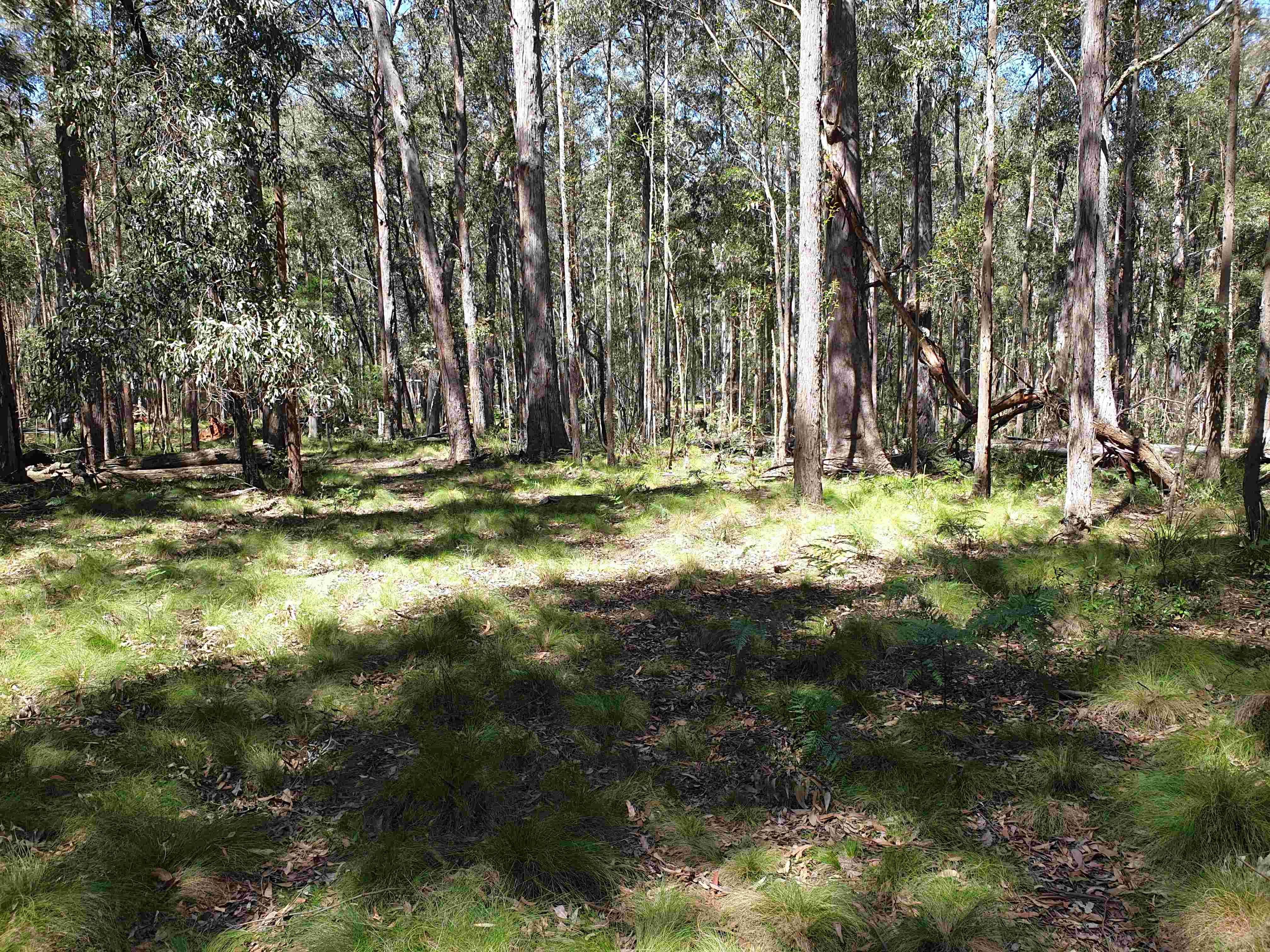 Grassy woodland on basalt above the escarpment on the eastern side of Myall Creek in Nowendoc National Park 