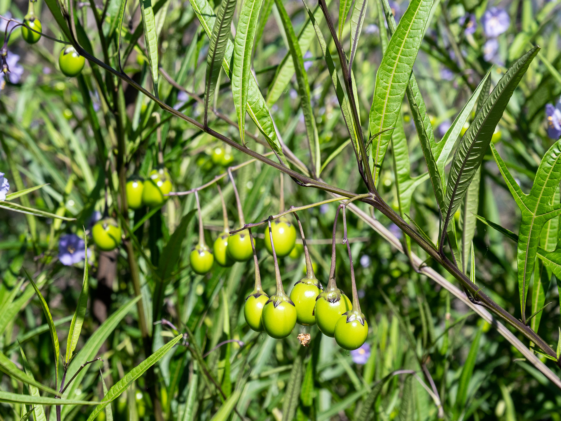 Unusual, fleshy and head high native Solanum plants made for slow going (image G. Luscombe)