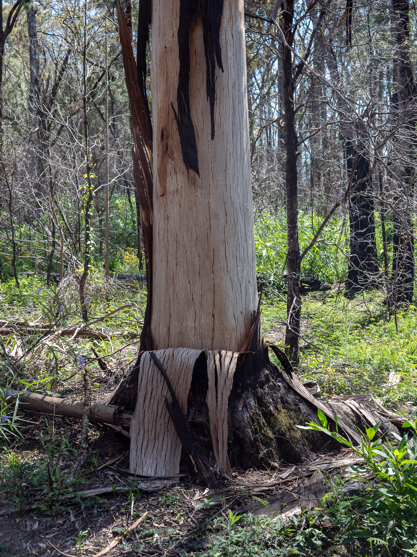 Woko ridge in Woko National Park was badly burnt during the 2019-2020 wildfires (image G. Luscombe)