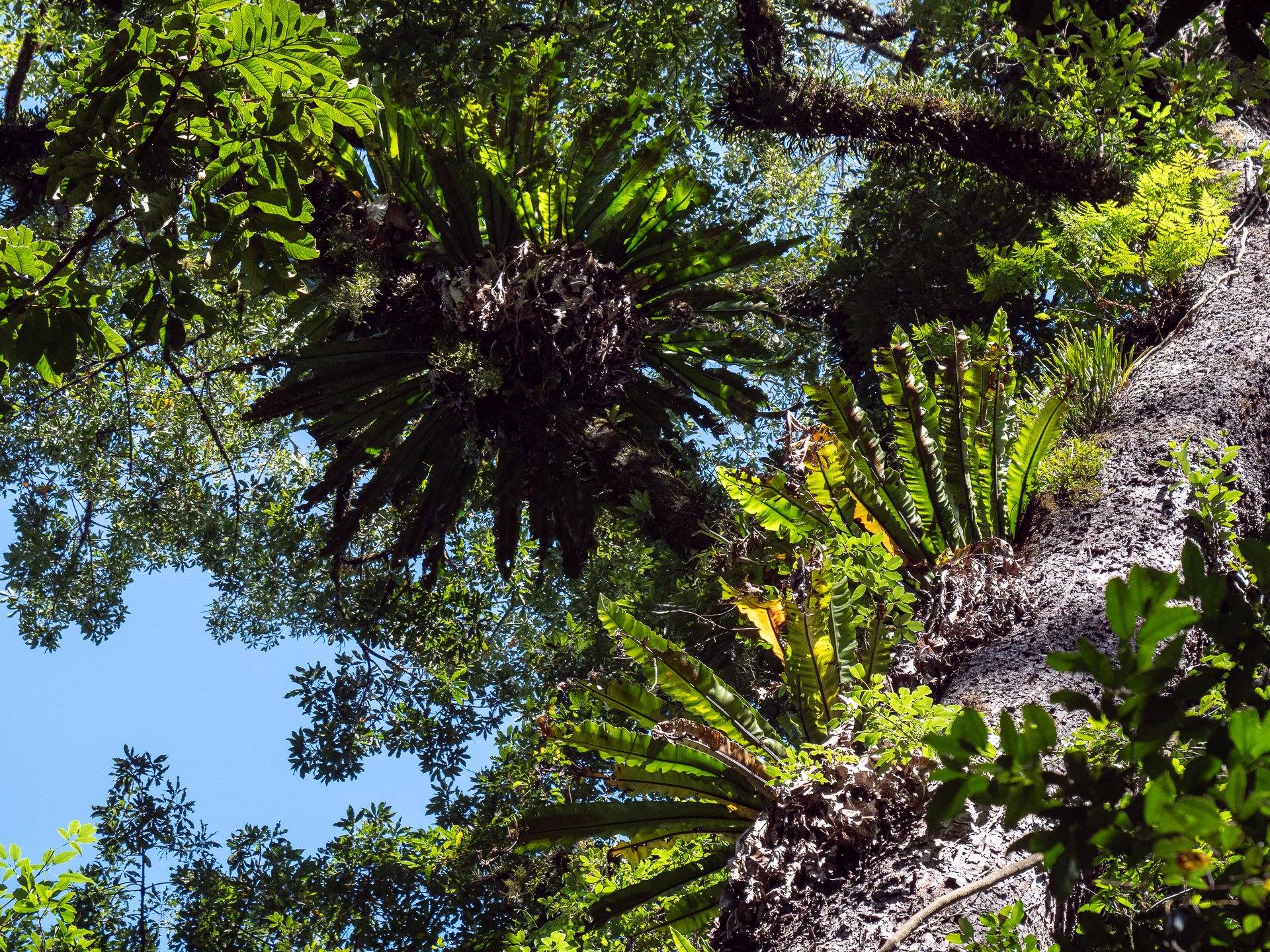 A lush rainforest pocket was viewed from the Giro fire road (image G. Luscombe)