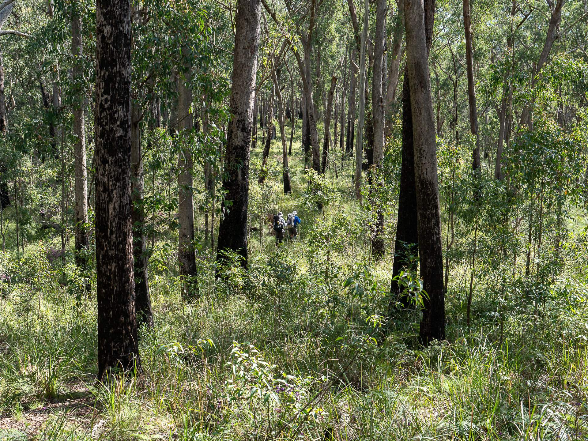 Ascending to Monkeycott Bluff through a lush grassy wooldland (image G. Luscome)