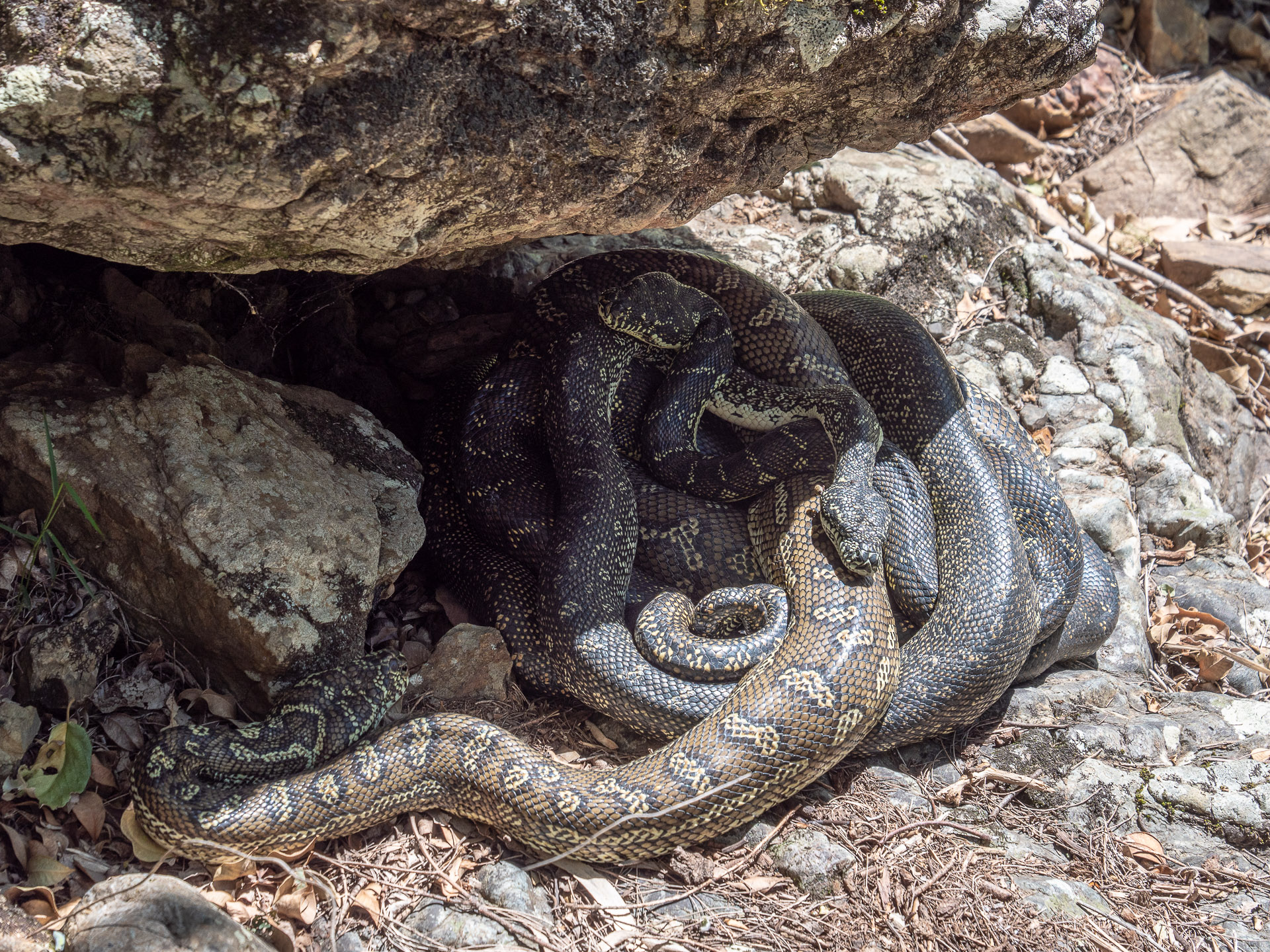 A python threesome (image G. Luscombe)