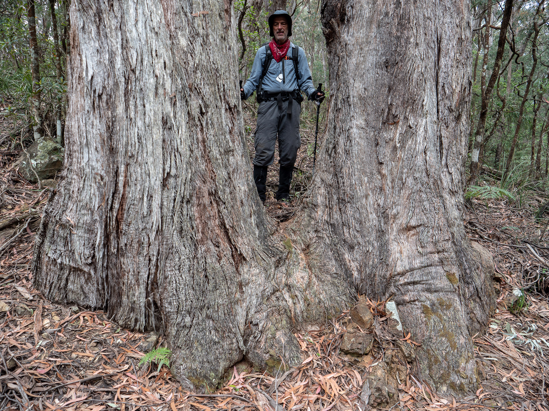 Edward dwarfed by a pair of eucalypts in Nowendoc National Park (image G. Luscombe)