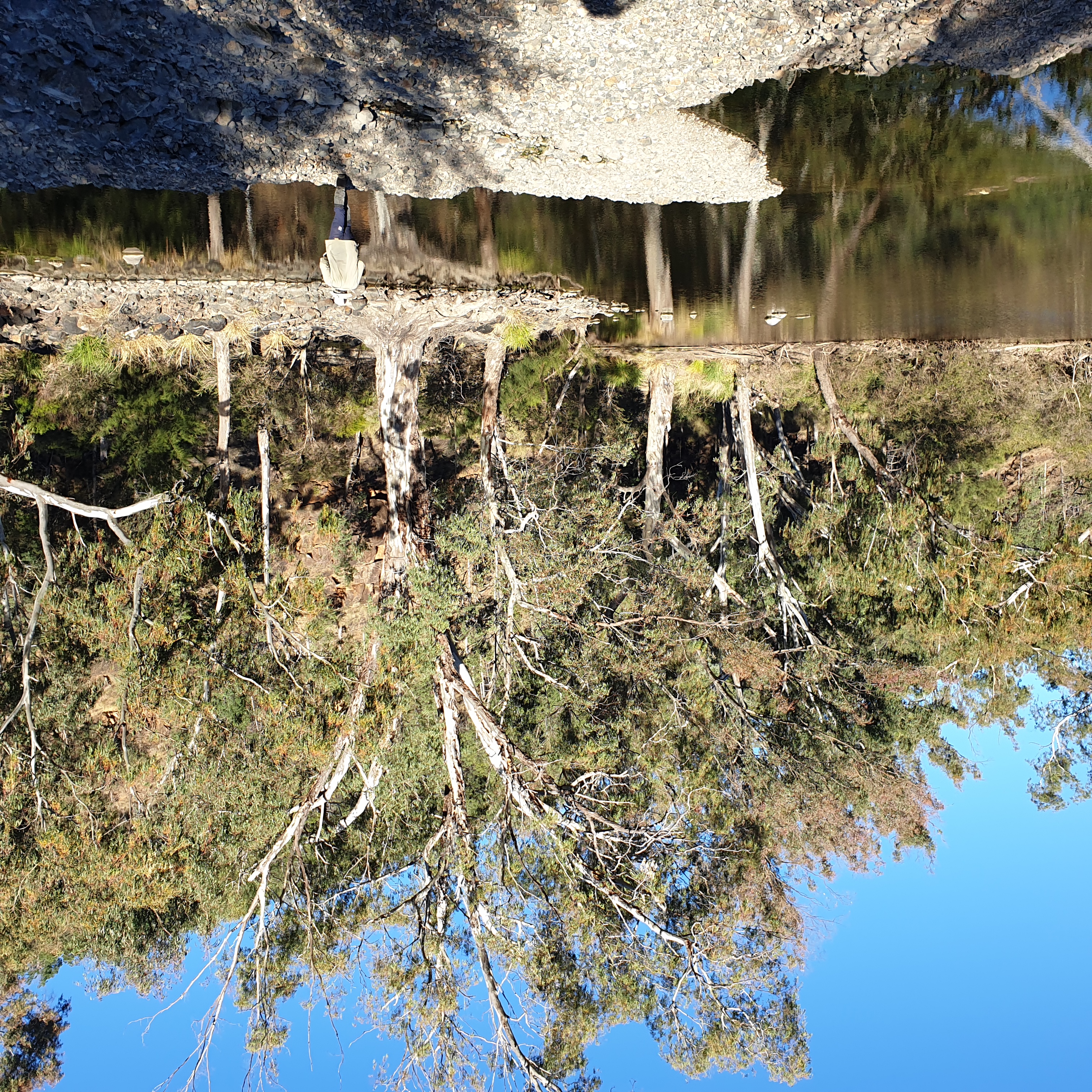 River Red Gums on Severn River near our camp on the second night