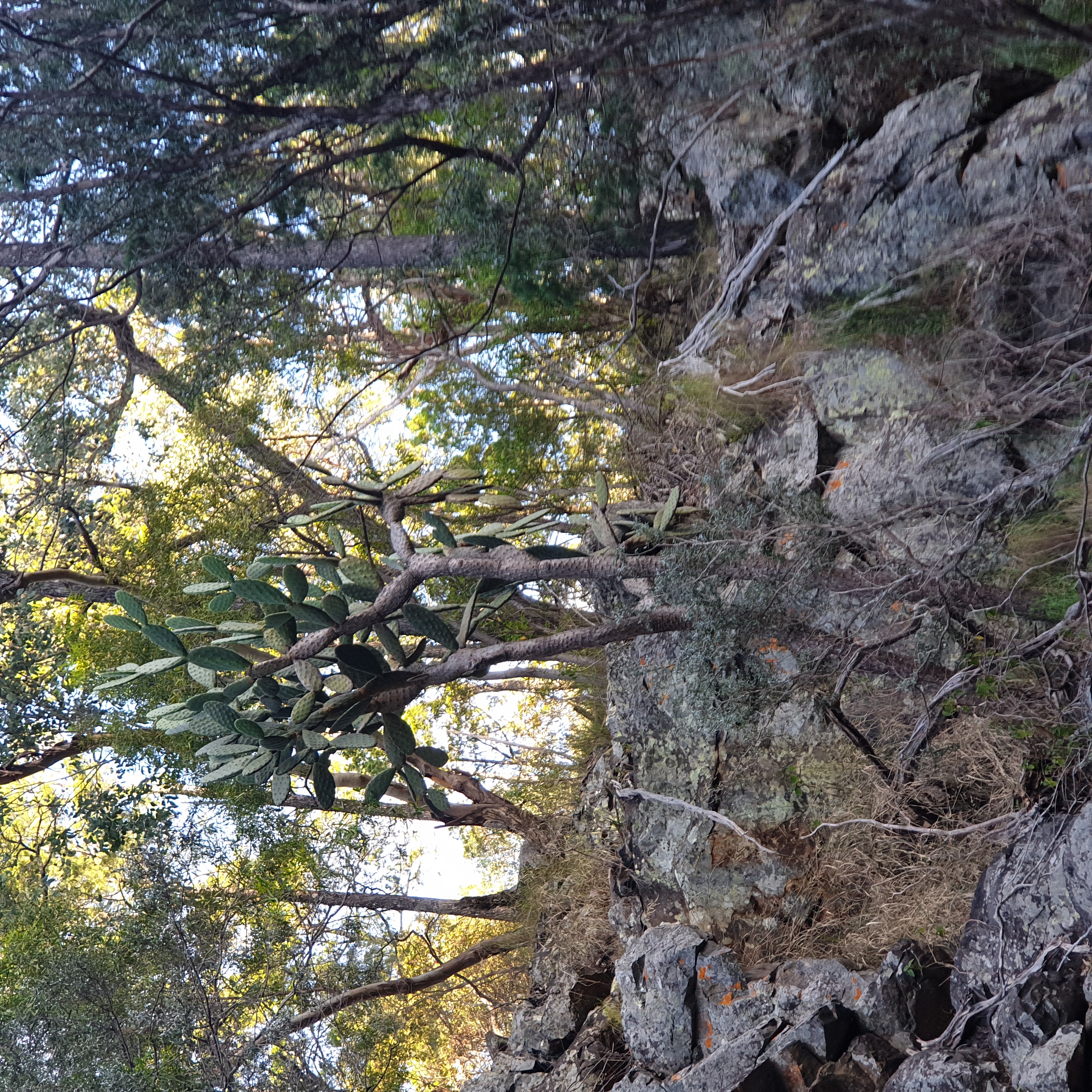 Dotting throughout Sundown National Park are large Prickly Pear "trees" that for some reason the Cactoblastis moth hasn't chewed up