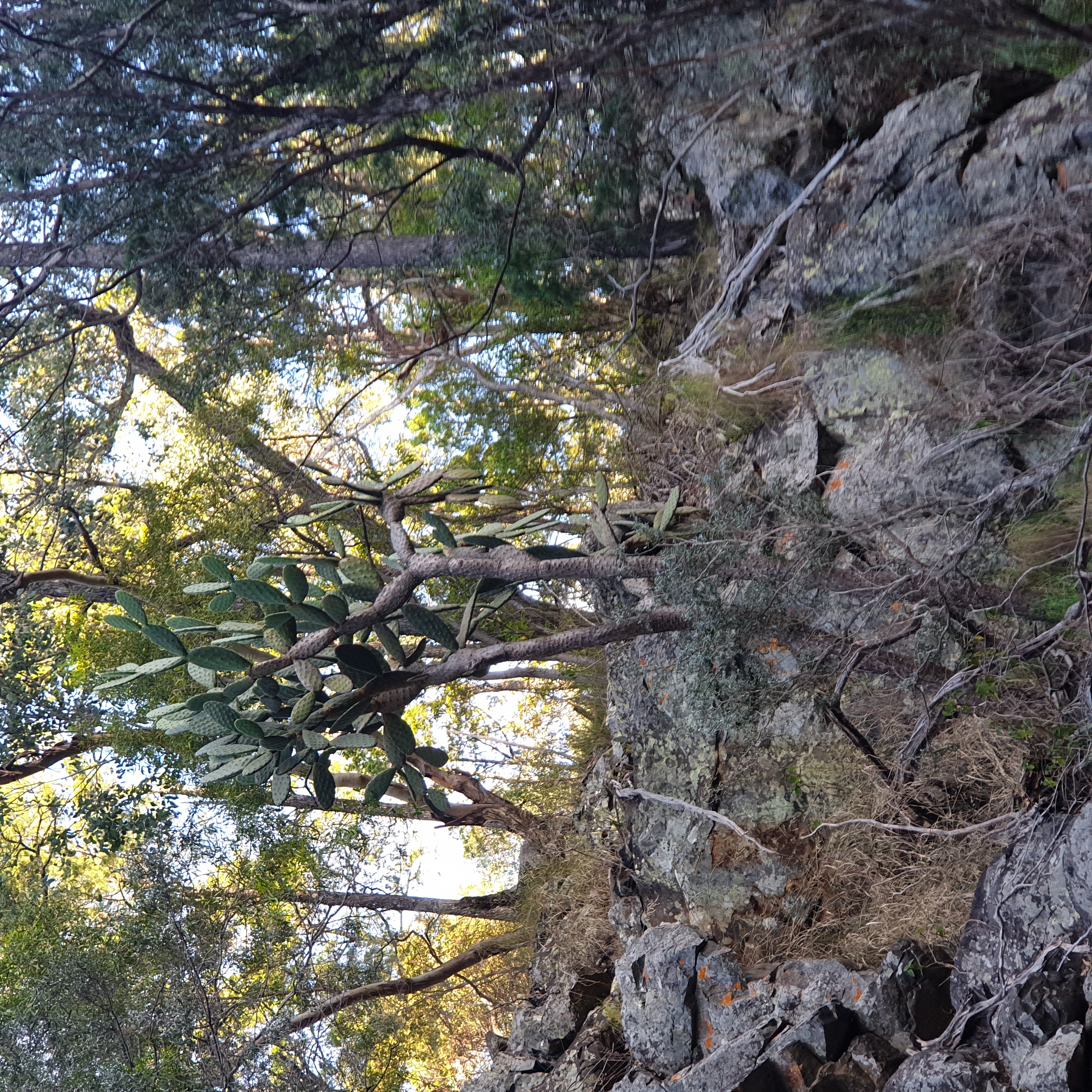 Dotting throughout Sundown National Park are large Prickly Pear "trees" that for some reason the Cactoblastis moth hasn't chewed up