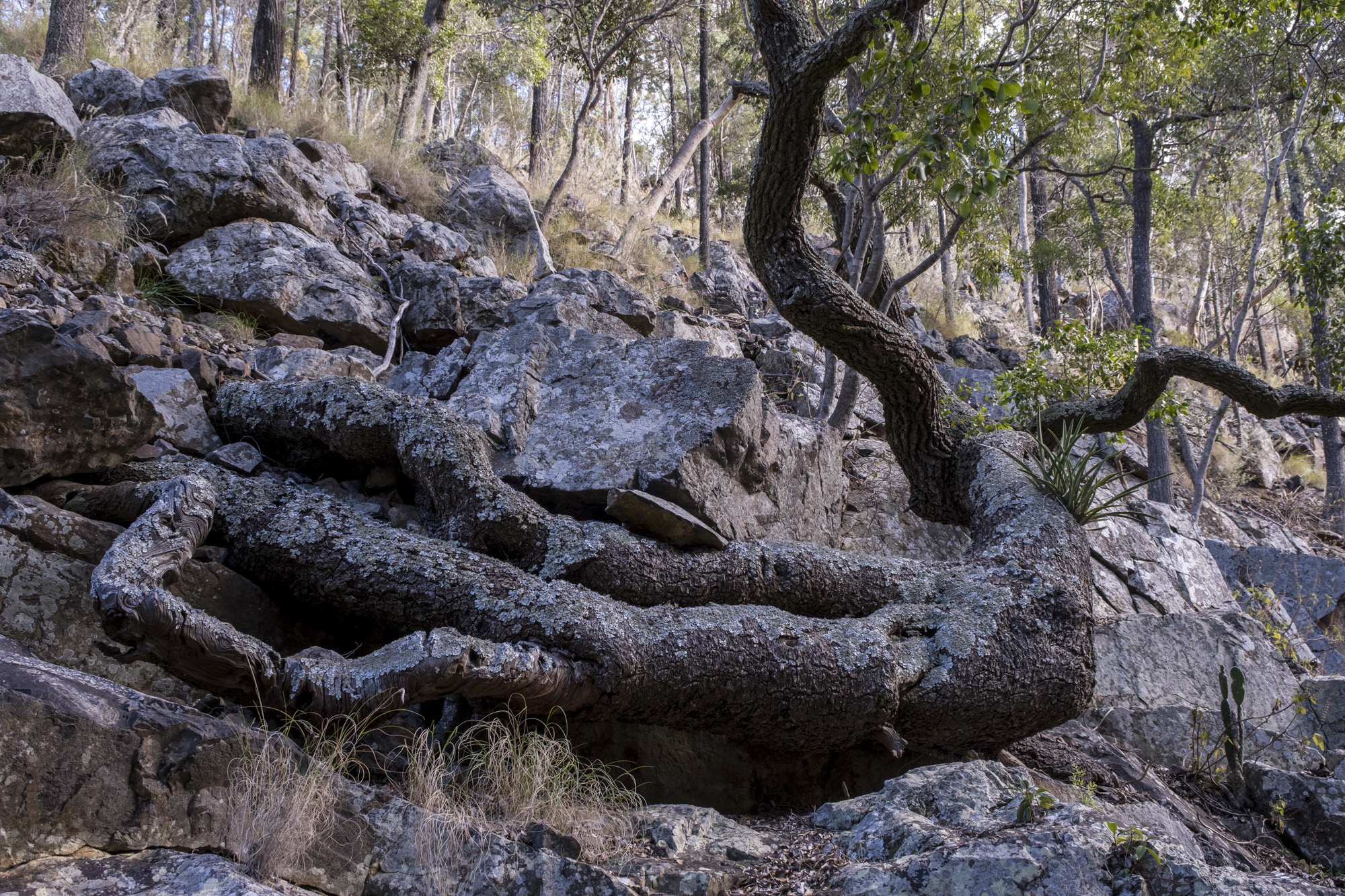A twisted bole of an Ooline tree grips the traprock on the side of the gorge - image Ian Brown