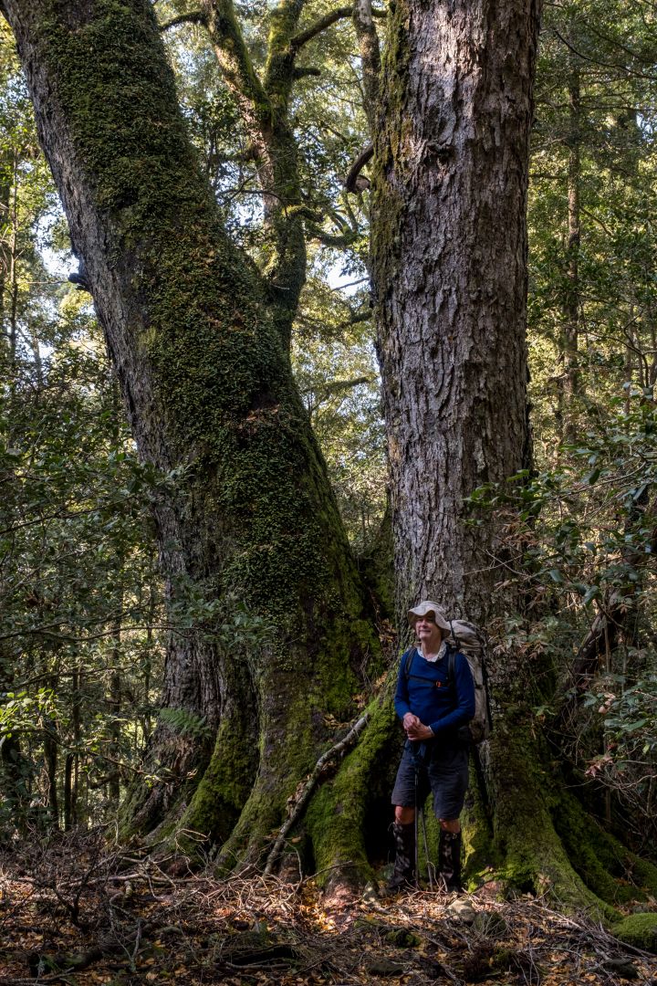 A huge Antarctic beech