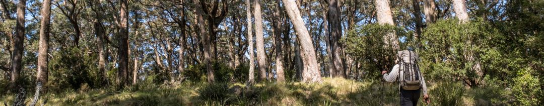 Wayfaring Mt Royal Range