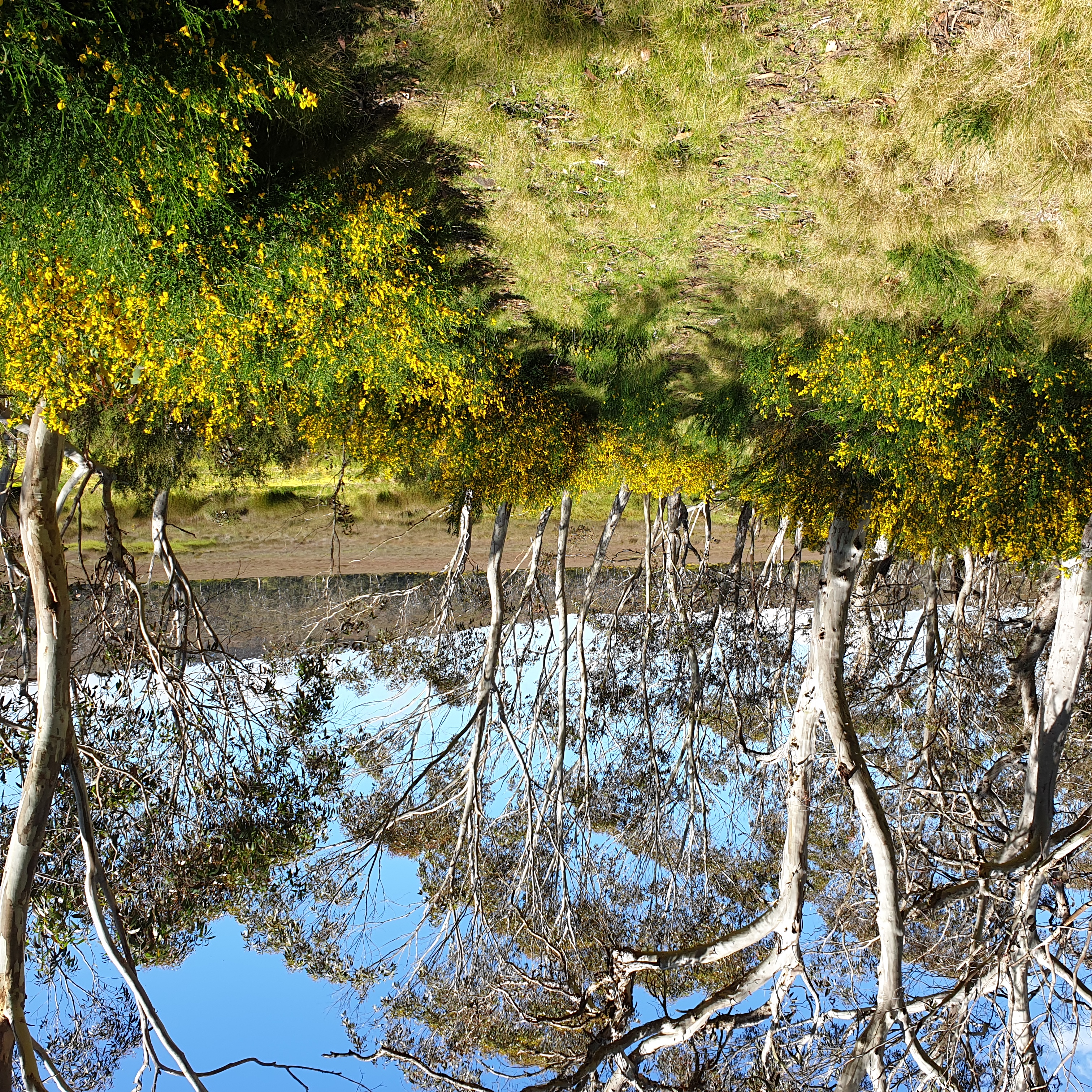 Broom, a highly invasive shrub, surrounds Black Swamp on Barrington Tops