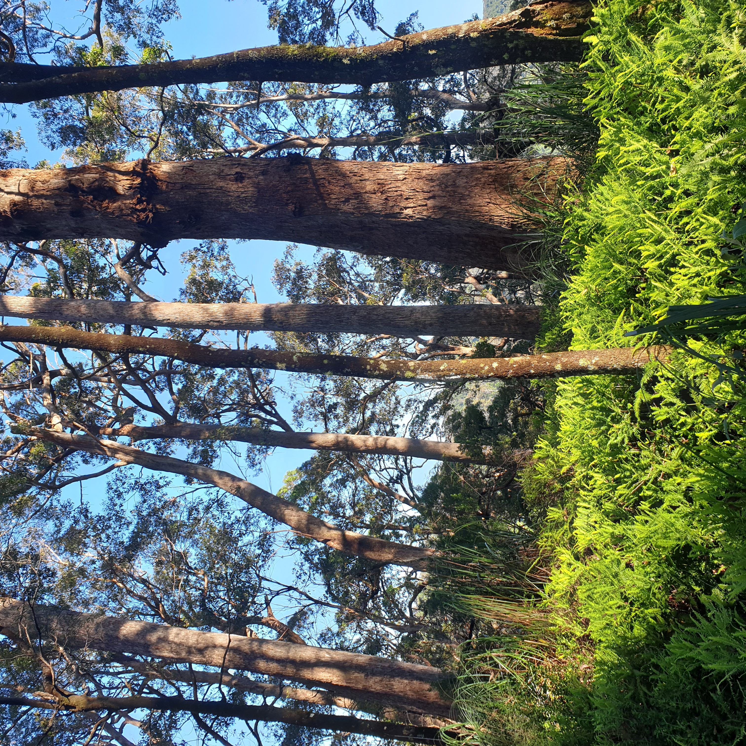 A cool December morning among the eucalypts on the edge of Gloucester Tops