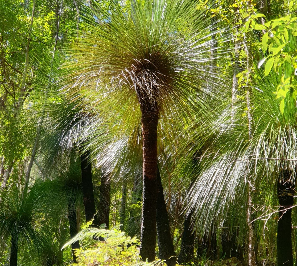 Grasstree ridge is dotted with many delightful grasstrees