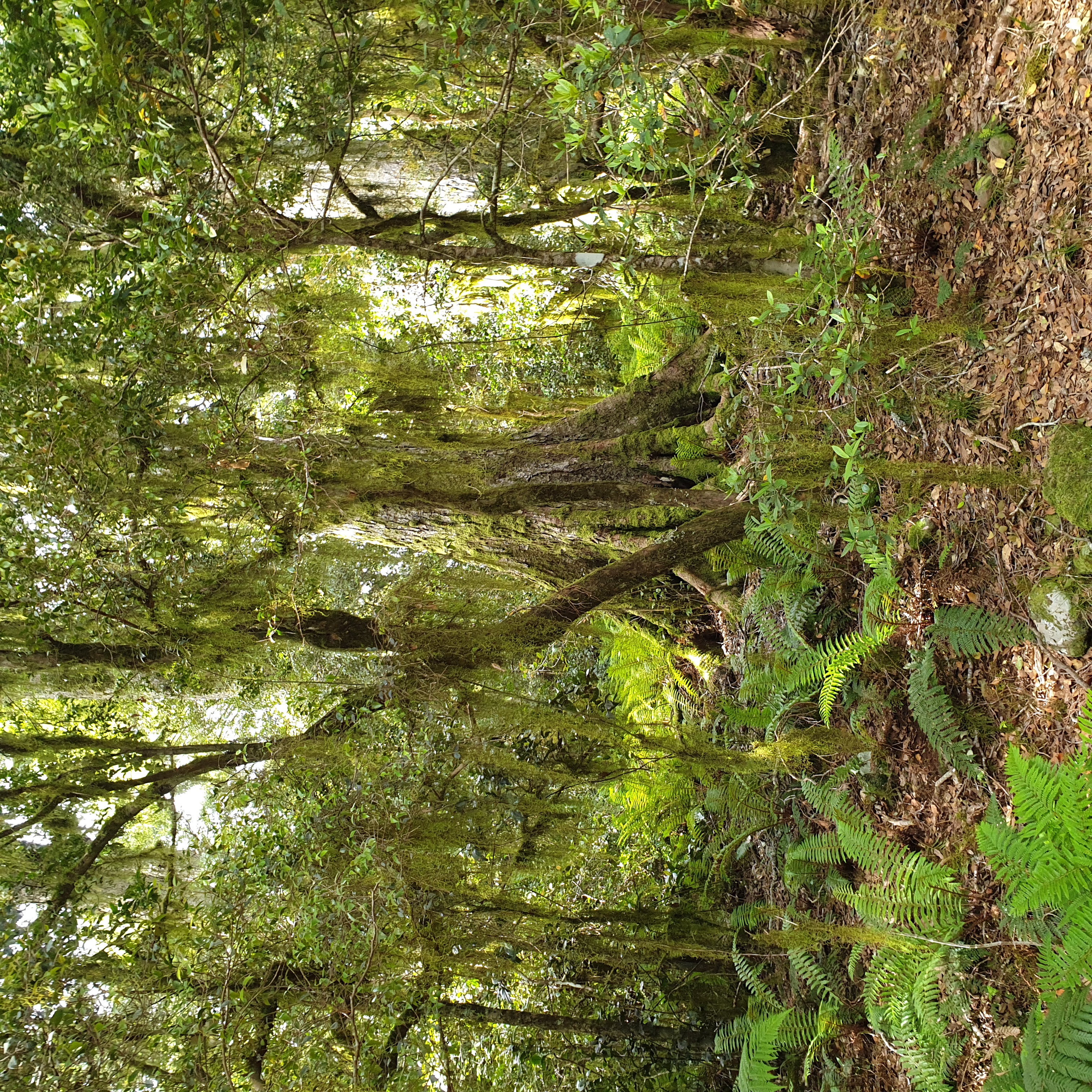 Beech rainforest of Gloucester Tops, is also a lichen-draped cloud forest