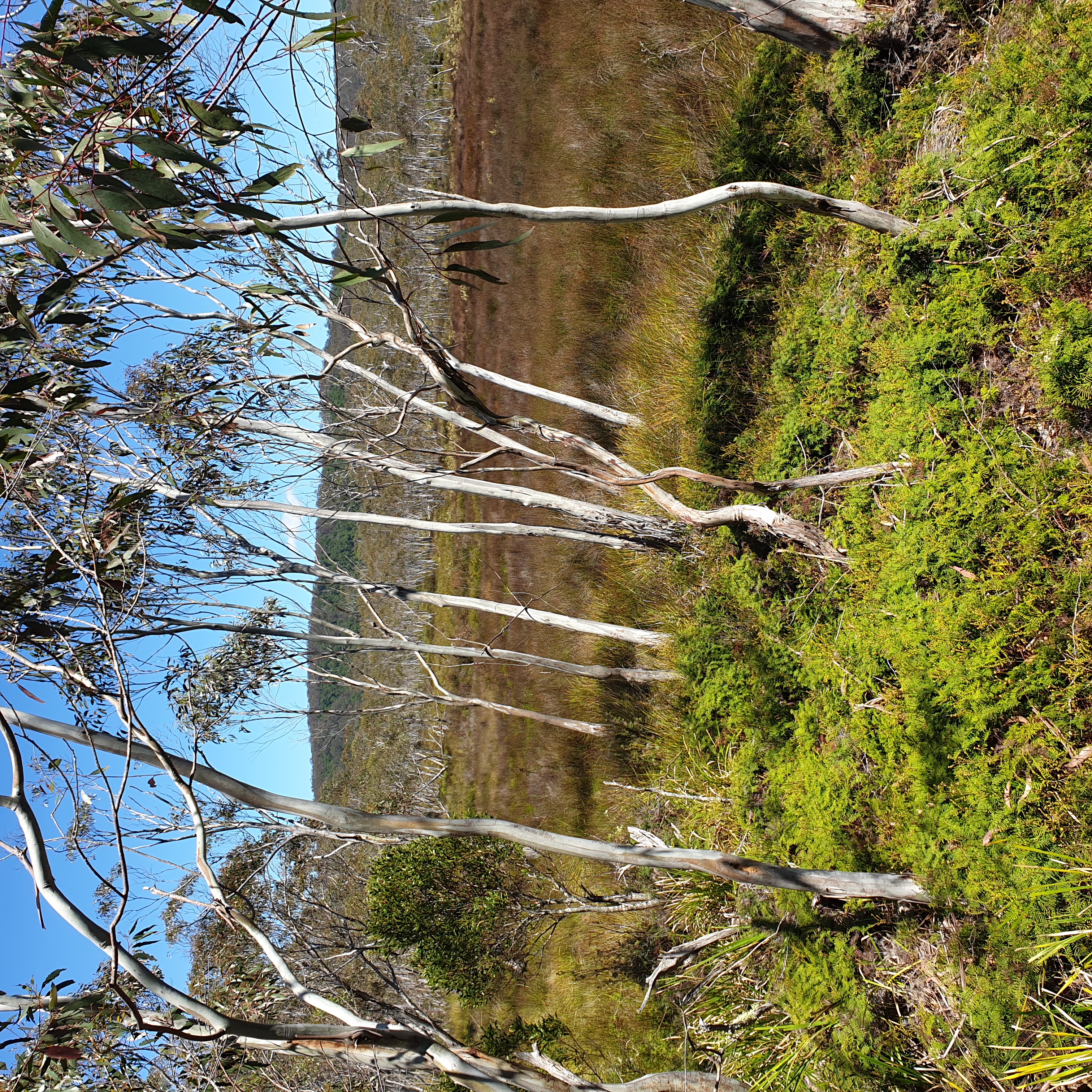 Negotiating a swamp is a slow, interesting process of avoiding scrub and wet feet